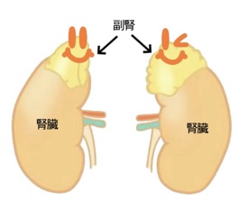 副腎疲労症候群が原因で、朝起きられなくなる場合があります。