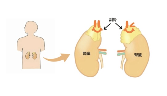 副腎の位置・形