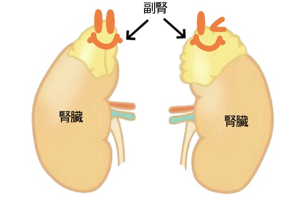 副腎ホルモンの1つであるコルチゾールは、色々な働きをしており、朝に多く作られます。