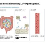 コロナ後遺症のメカニズムの仮説