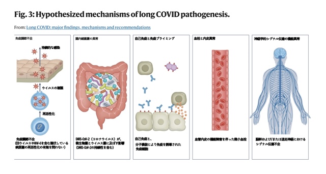 コロナ後遺症のメカニズムの仮説